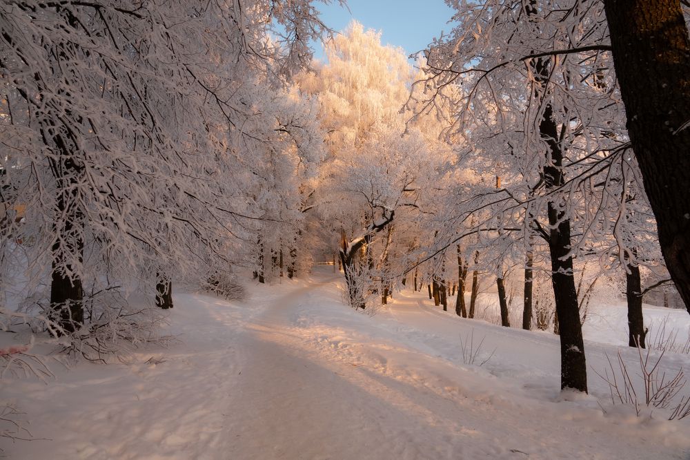 Заснеженная аллея в парке Раменья
