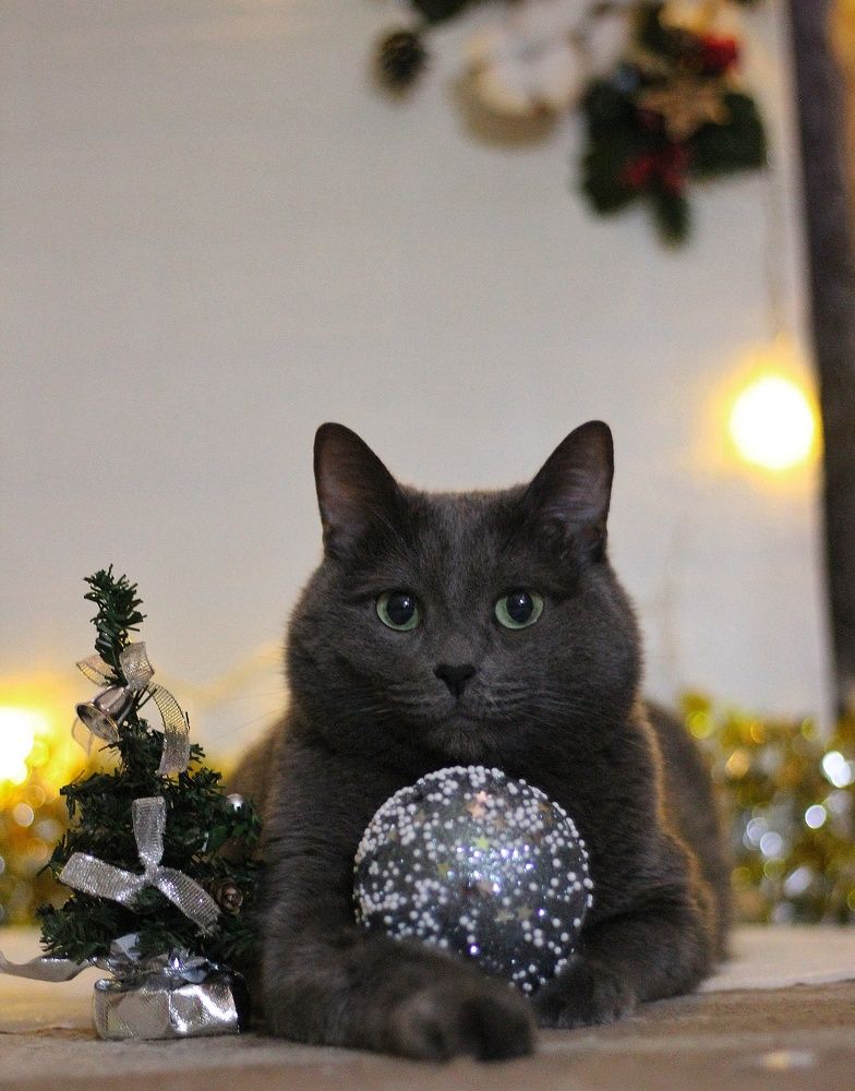 В ожидании Нового года.