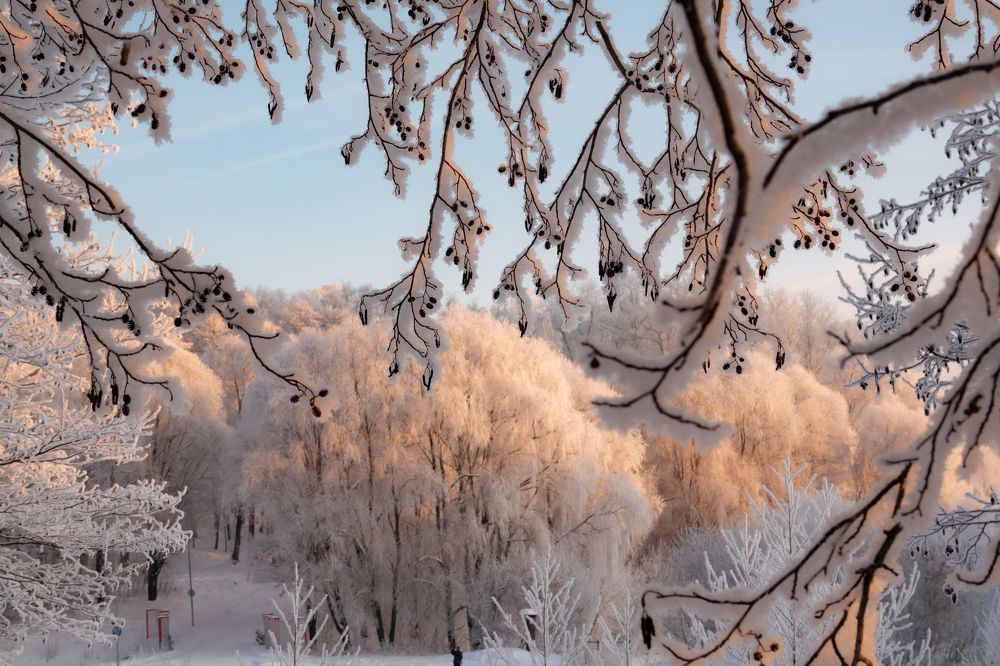 Парк под снегом