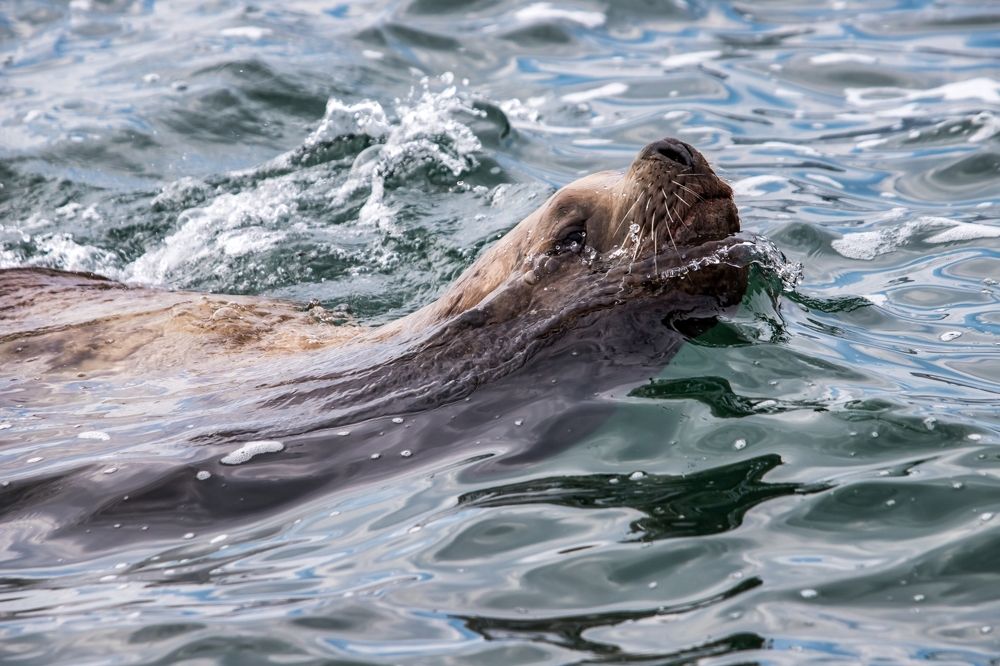 Photograph by Алексей Мараховец