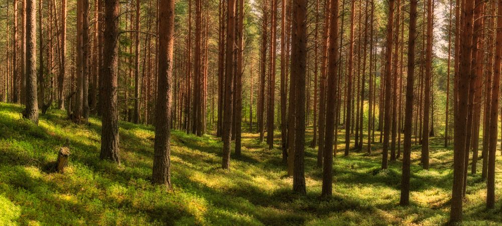 Photograph by Константин Гончаров