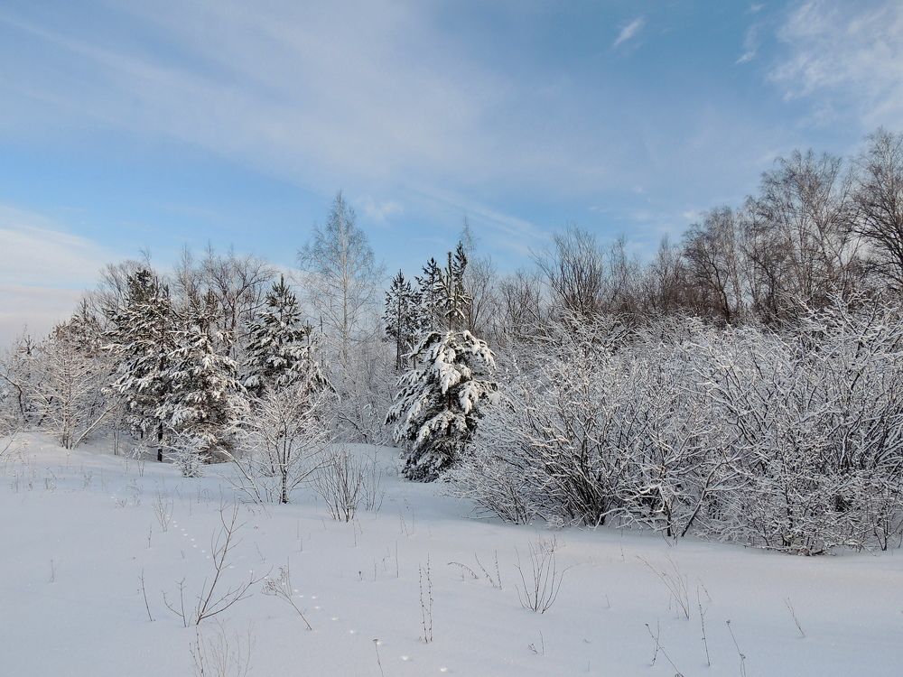 Зима в лесу