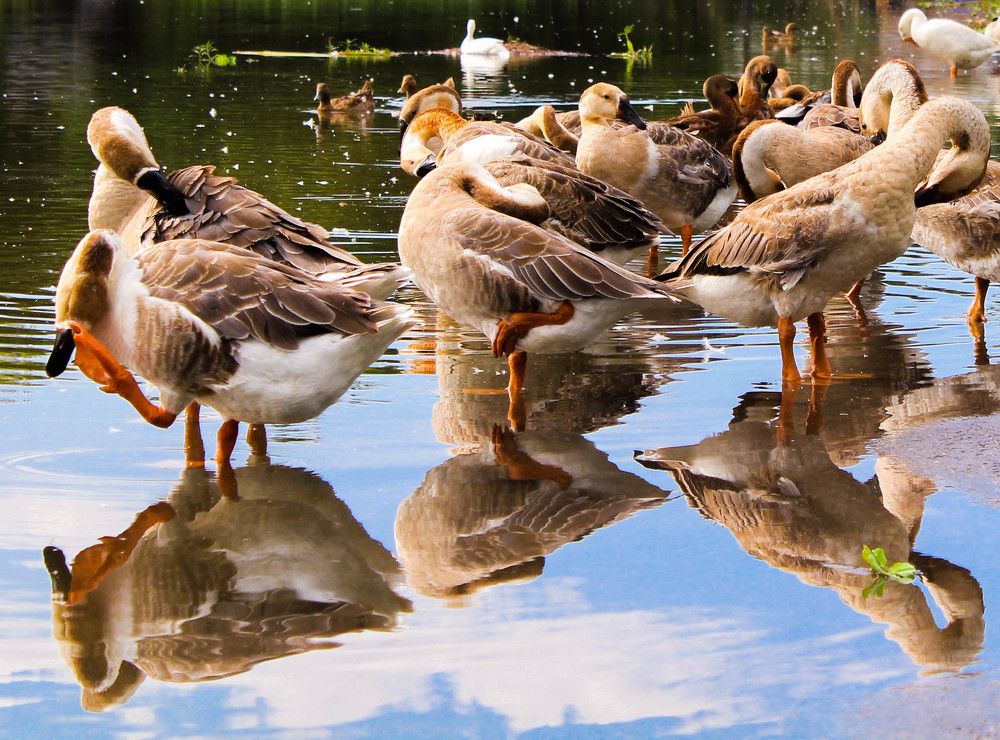 Photograph by Md. Tanvir Ahammad Emon