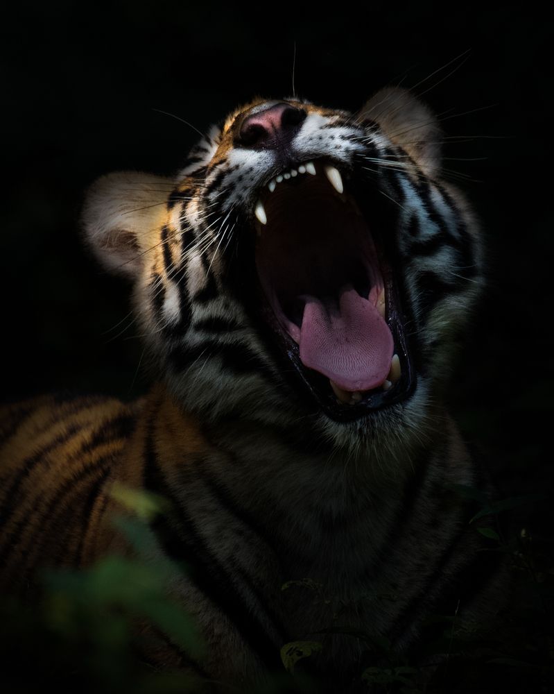 Фотография автора Sunny Saha Pramanick