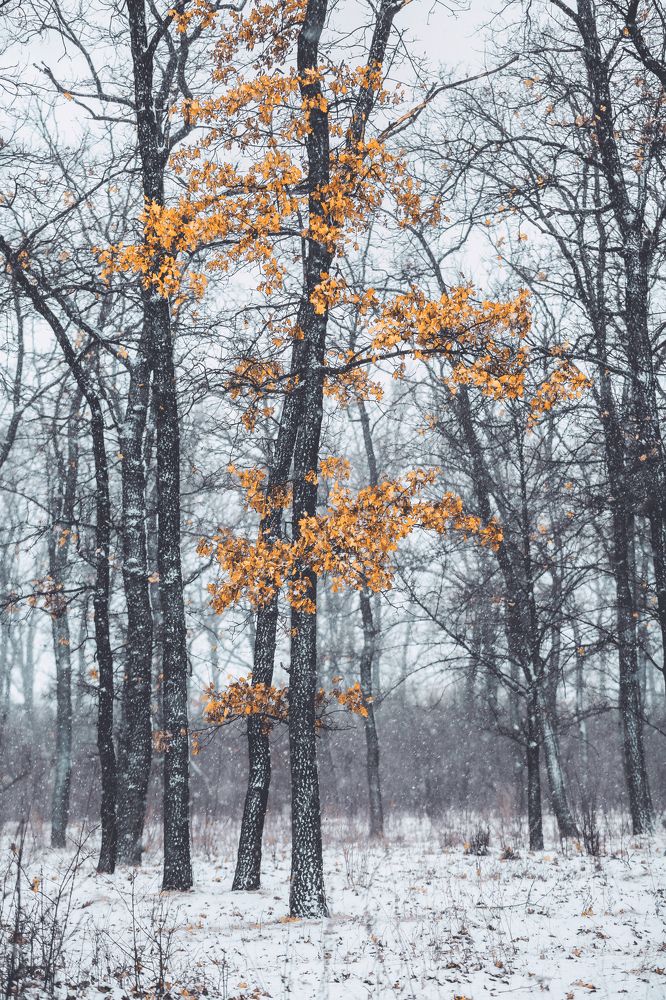 Фотография автора Олег Сухенко