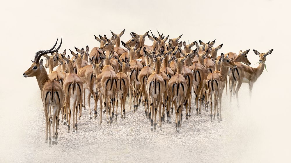 IMPALA HERD