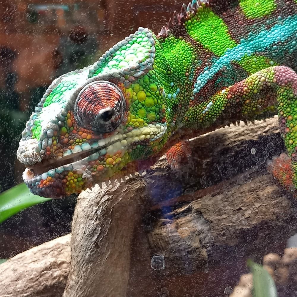 The lizard