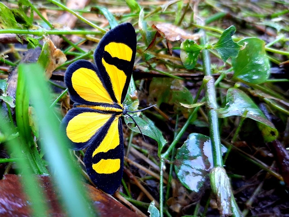 A butterfly without name