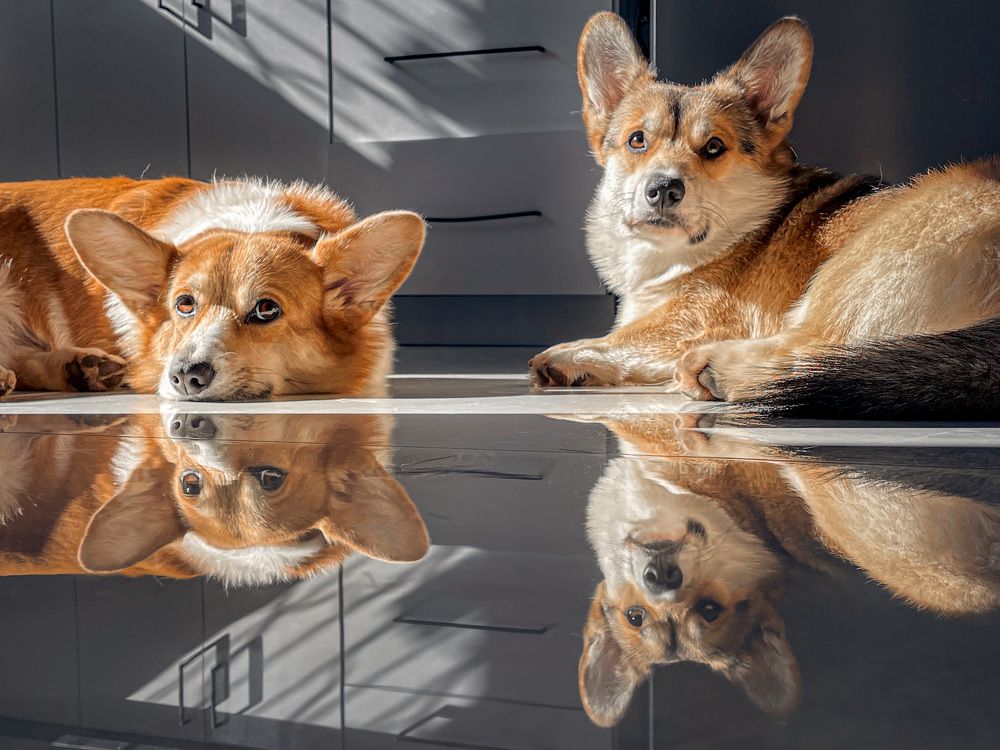 Королевские корги