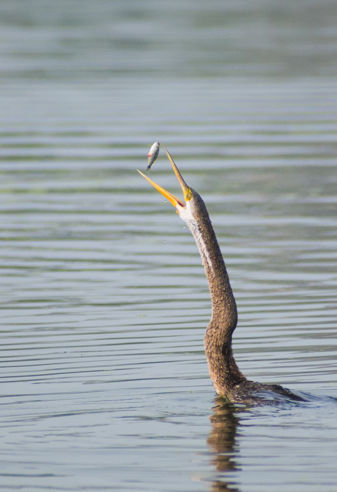 Oriental darter