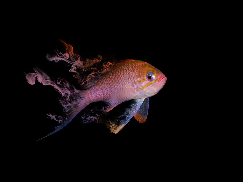 Фотография автора Francisco Sedano