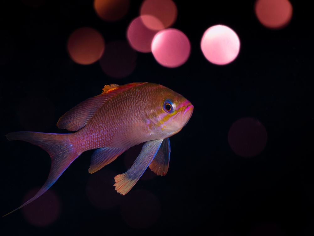 Фотография автора Francisco Sedano