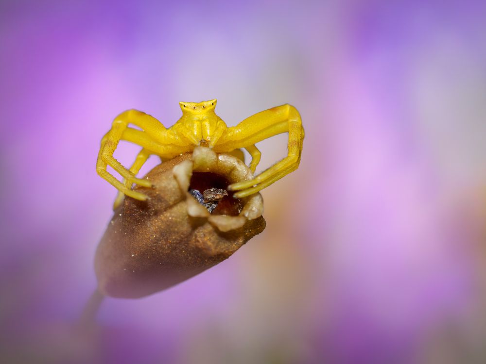 Фотография автора Francisco Sedano