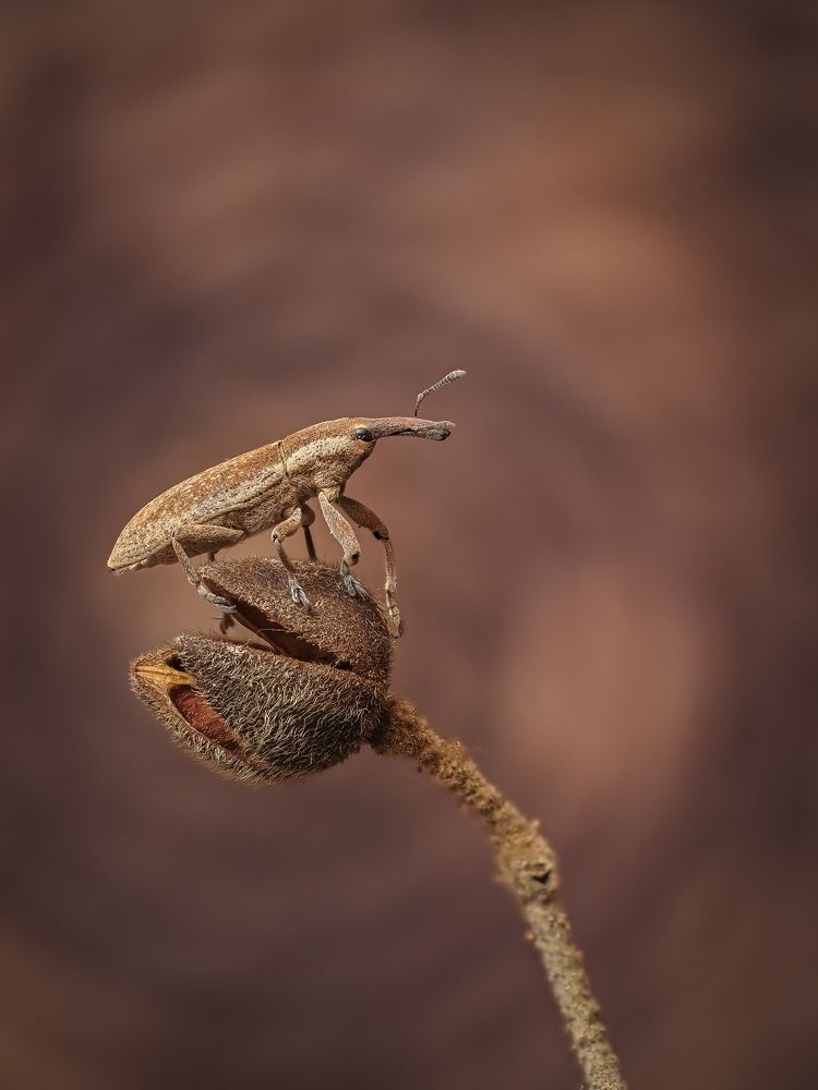 Фотография автора Francisco Sedano