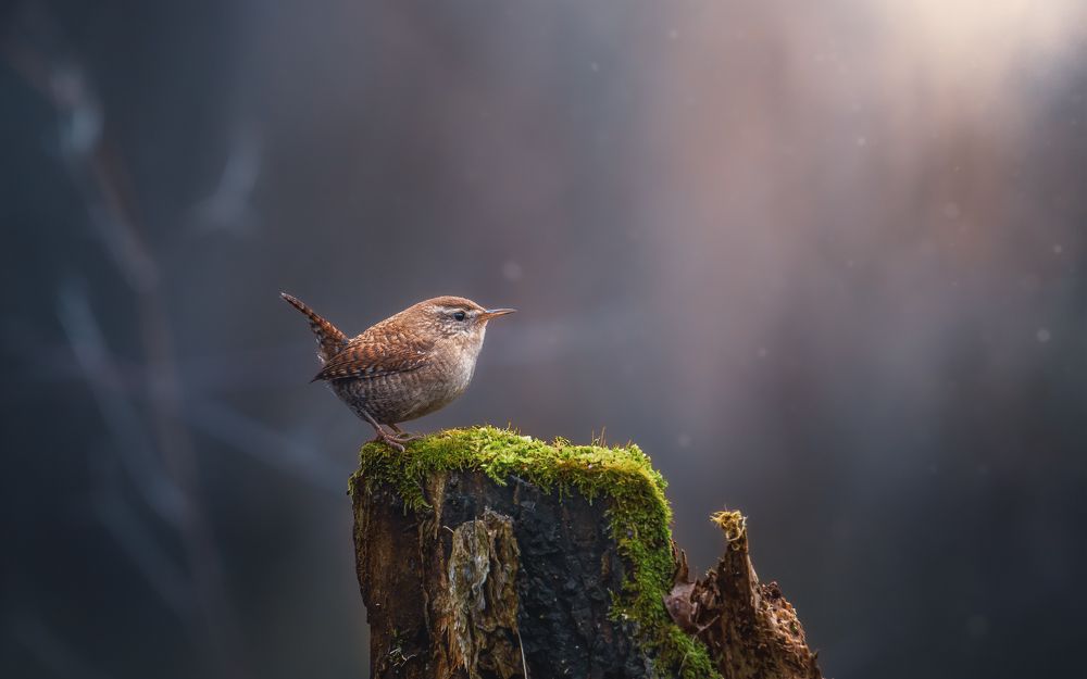 Шарик с хвостиком