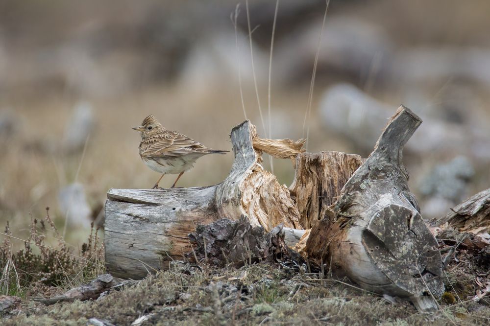 Photograph by NEZA CANKAR