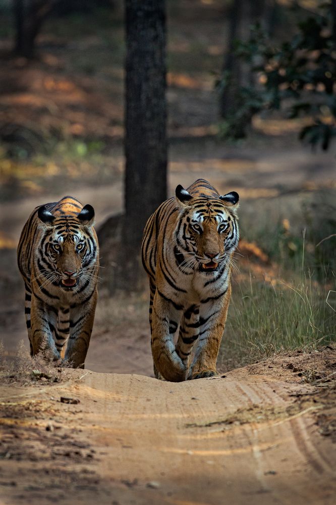 Photograph by Soumitra Ghosh