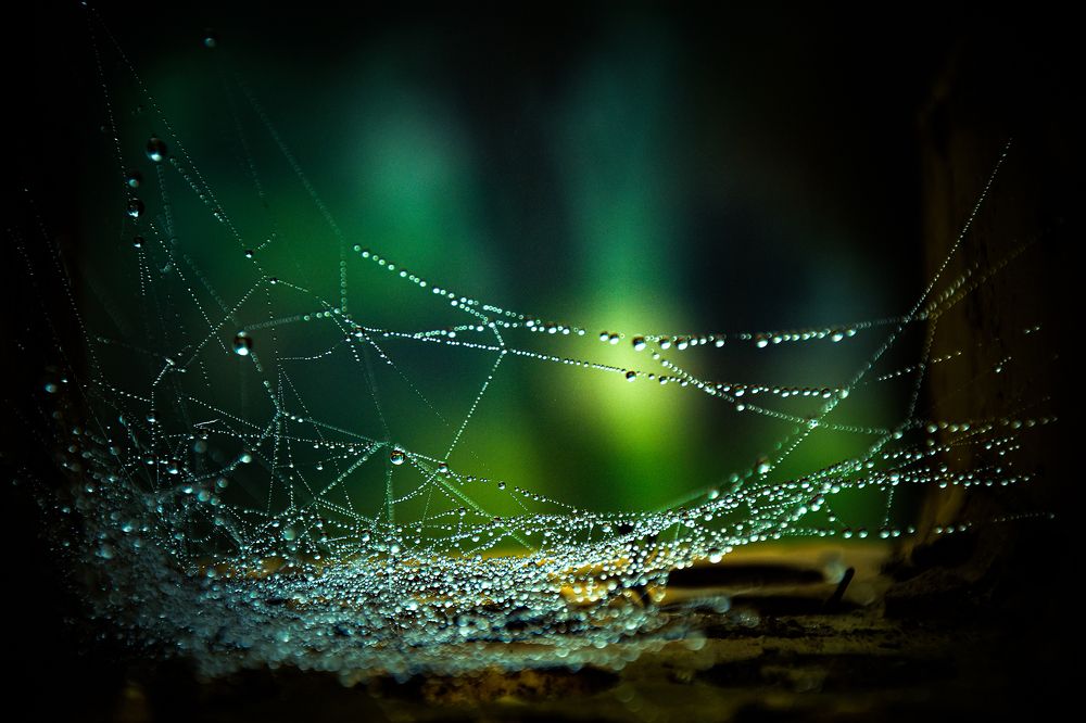 Spider webs under the rain