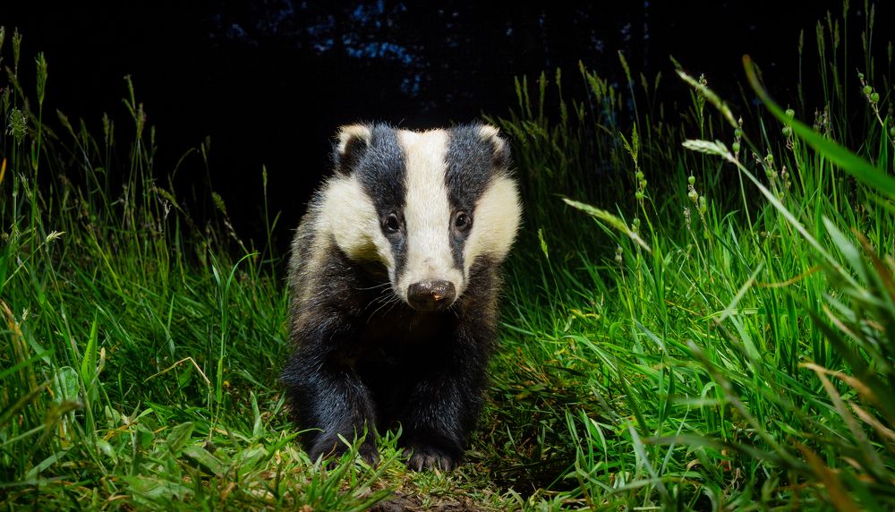 Photograph by Ian Groves