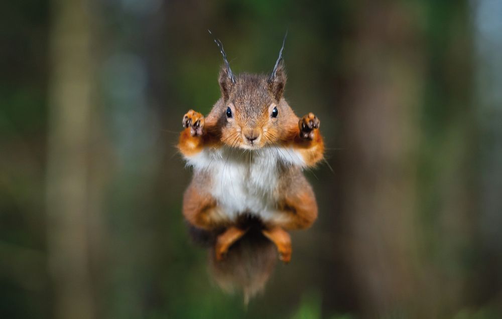 Photograph by Ian Groves