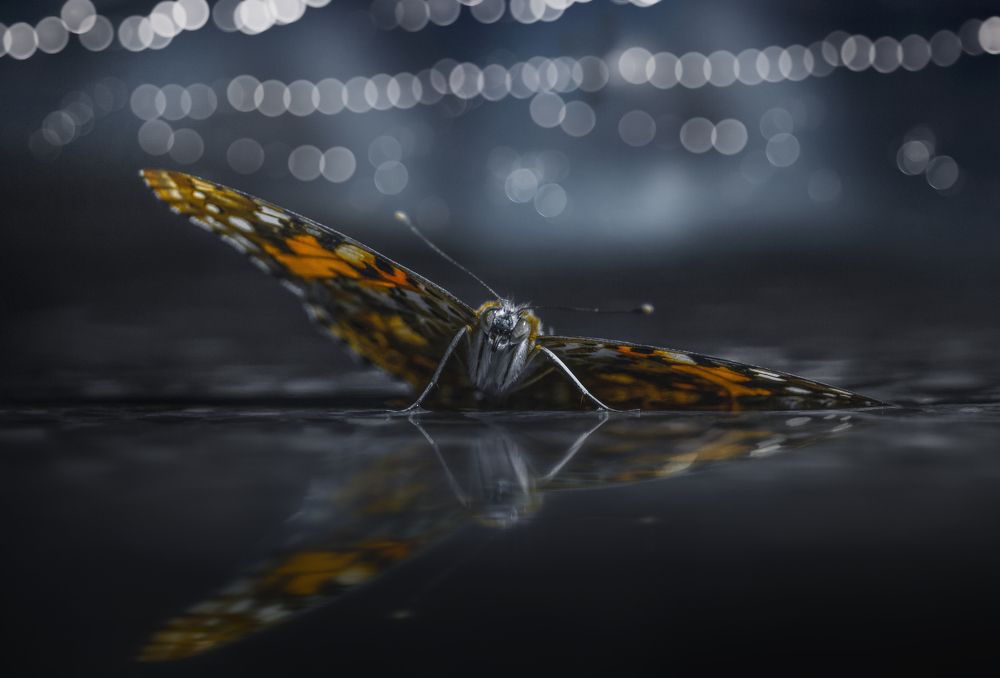 Фотография автора Elyas khaghani Elyasph