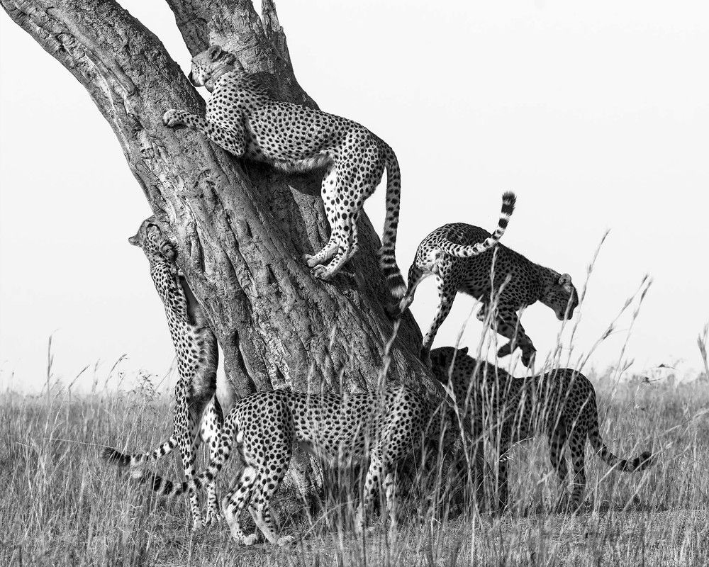 Фотография автора Dr.Hitesh Patel