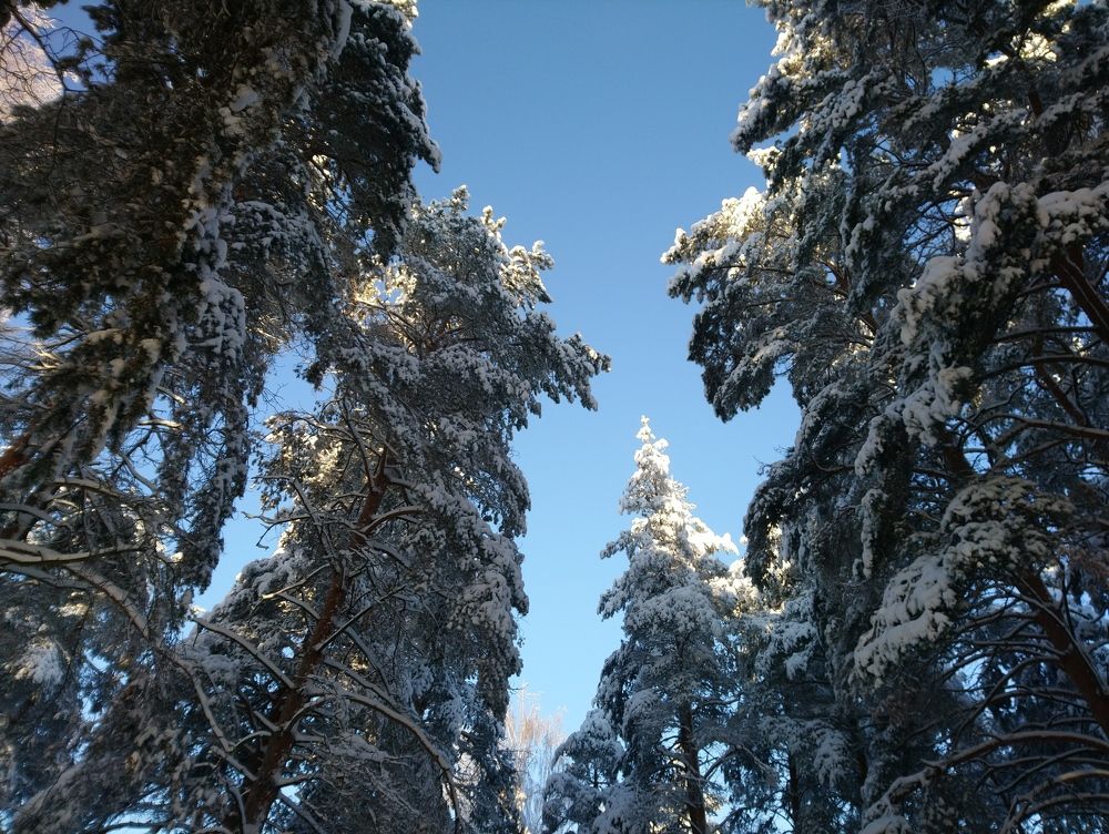 Морозное утро в сосновом лесу