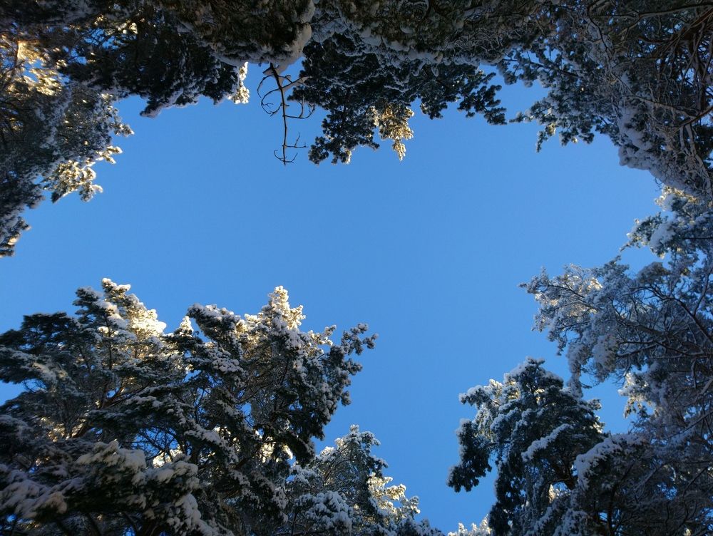 Photograph by Инна Голубева