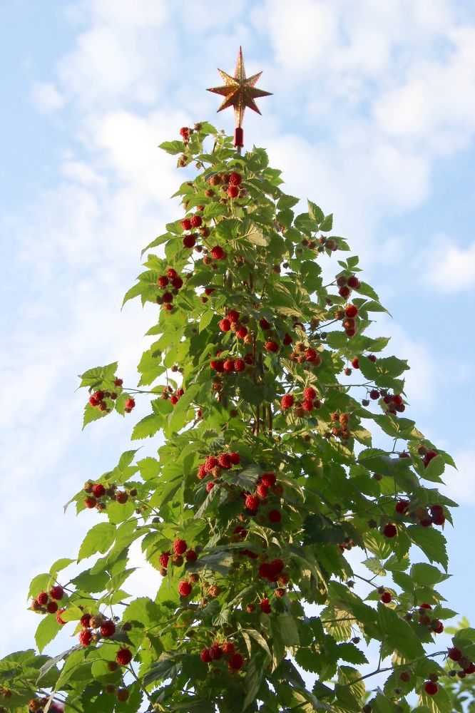 Photograph by Любовь Саханова