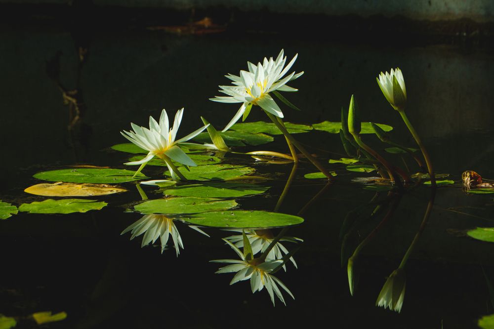 Photograph by TORIKAI JUNKO