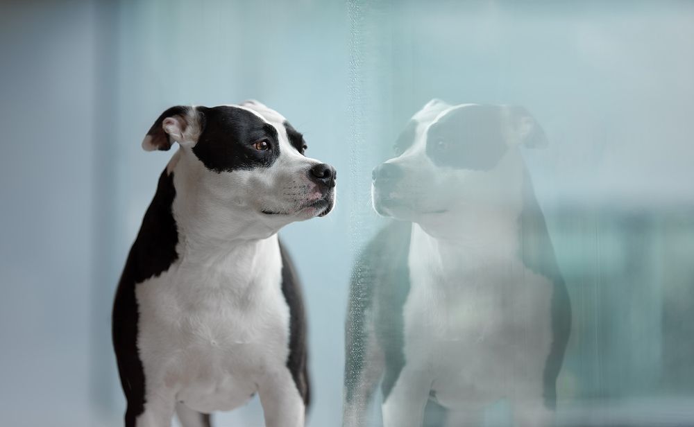 I'll be my own reflection