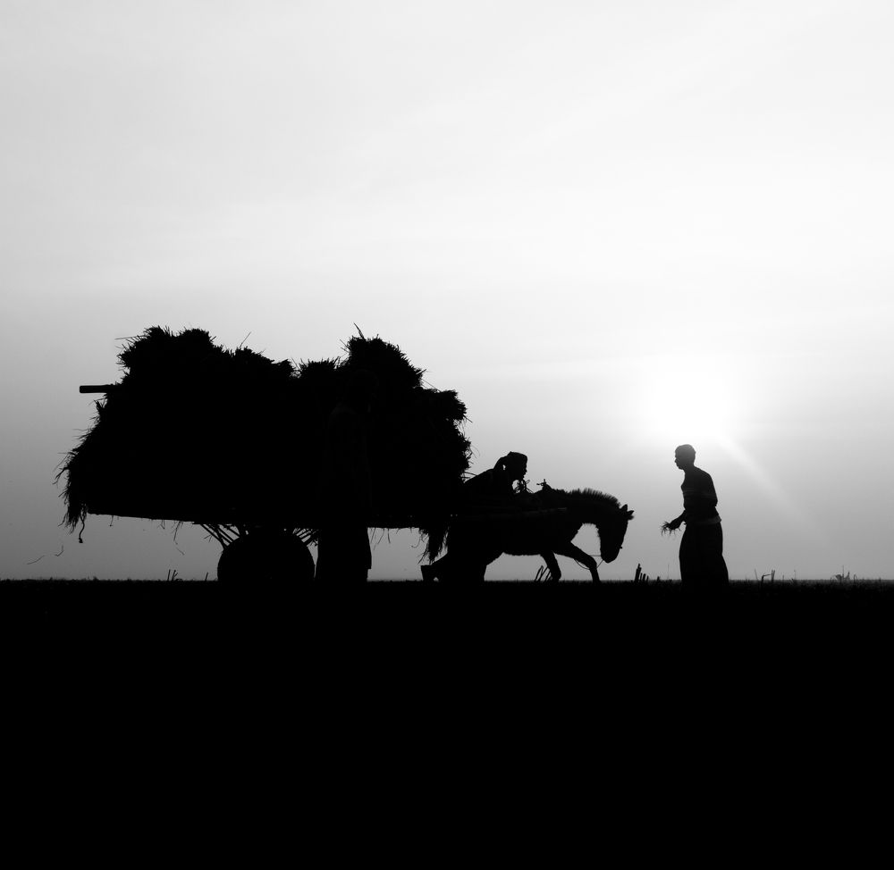 Photograph by muhaiminul hasan