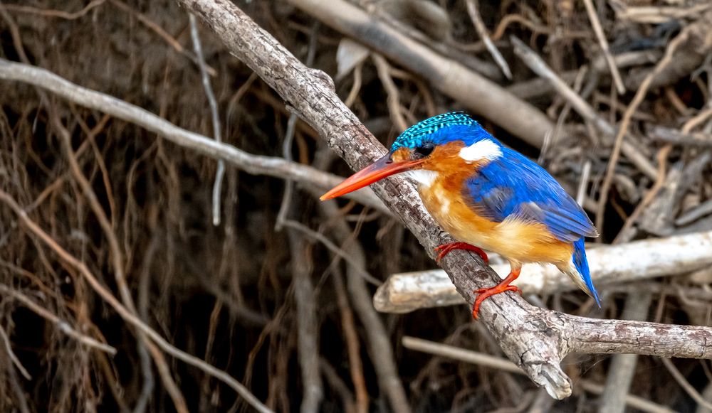 Photograph by Kristiina Stahlberg