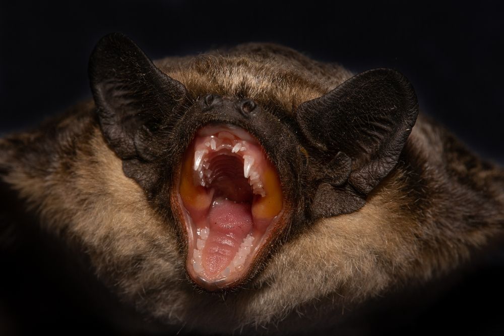 Мечта стоматолога