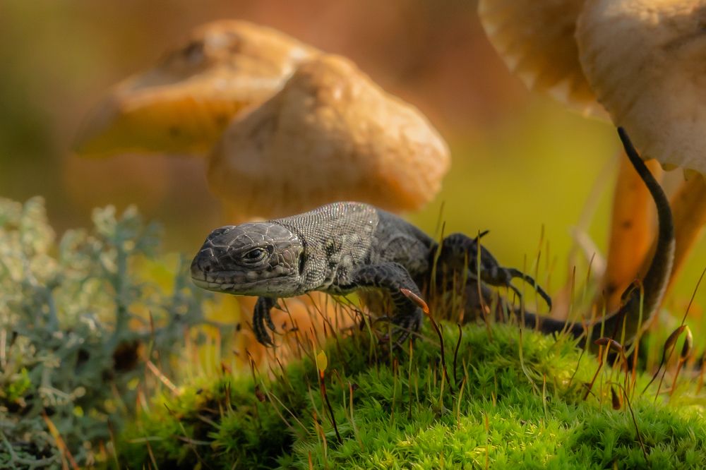 Динозавр на прогулке