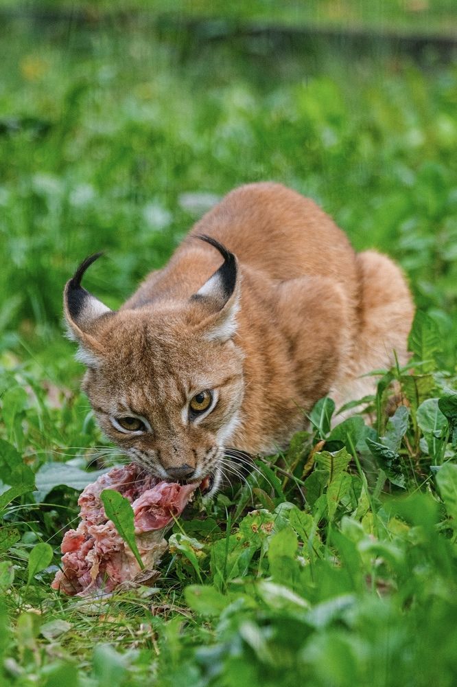 Photograph by Алексей Большаков