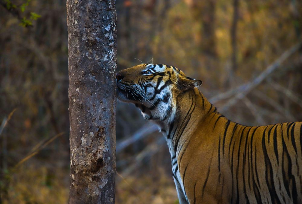 Photograph by Shivendra Singh