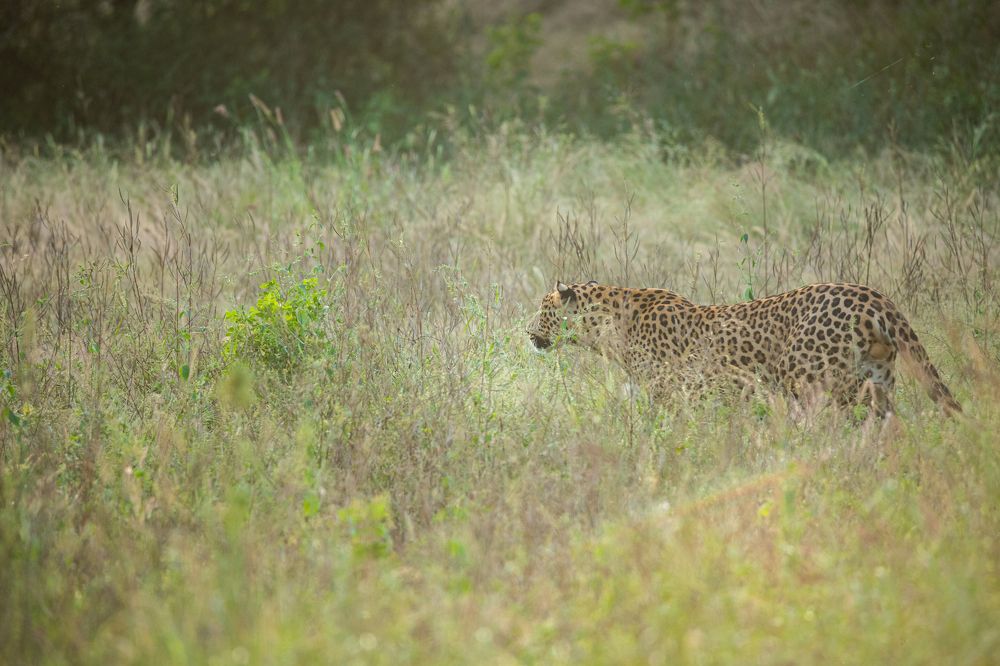 Photograph by Shivendra Singh