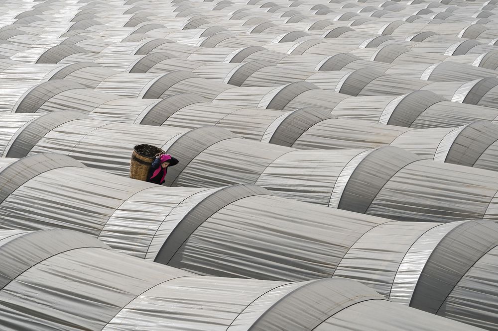 strawberry greenhouse worker