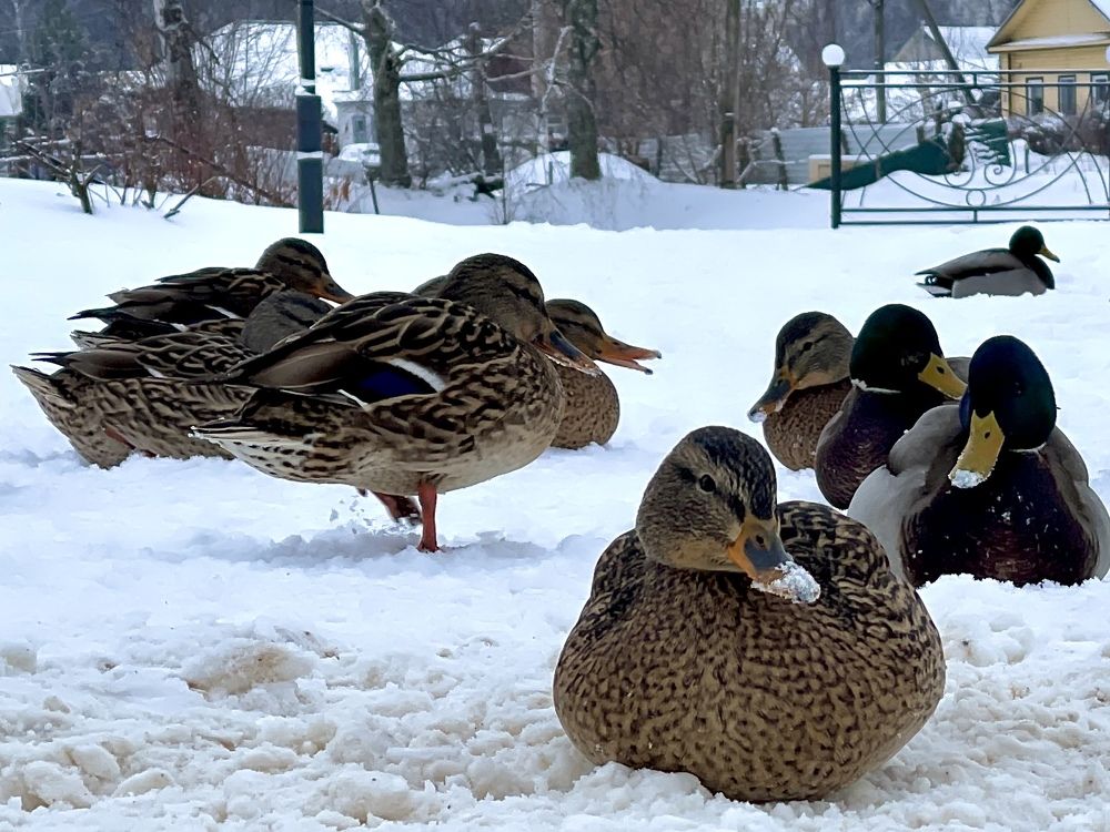 Photograph by Григорий Лыжин