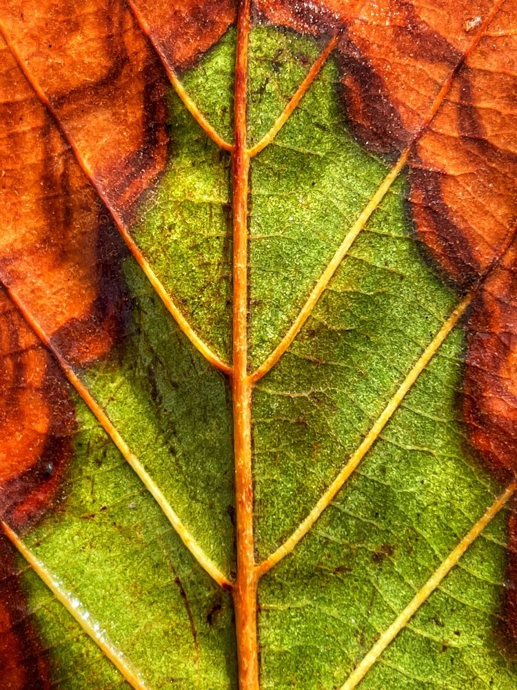 Photograph by Stephanie E’amato