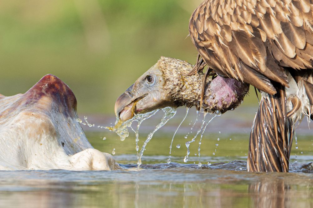 Photograph by Pinak Paul