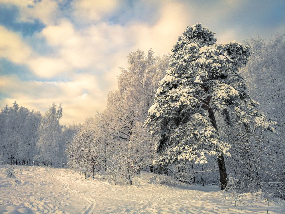 Frosty morning walks