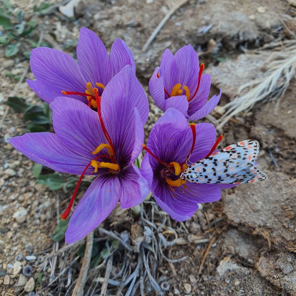 Shafron and butterfly