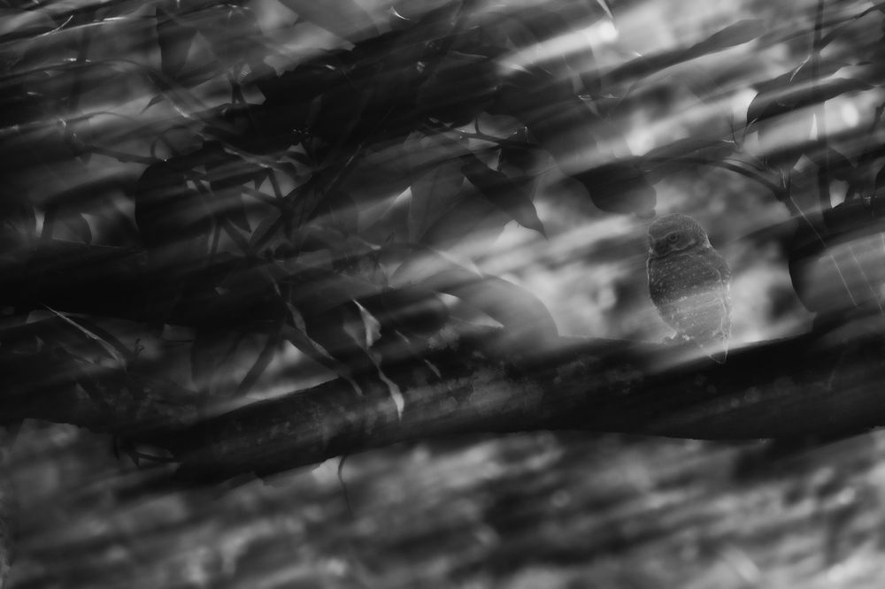 Mysterious Demon of the forest