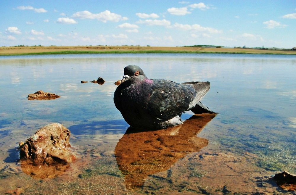 ГОЛУБИНЫЙ SPA САЛОН