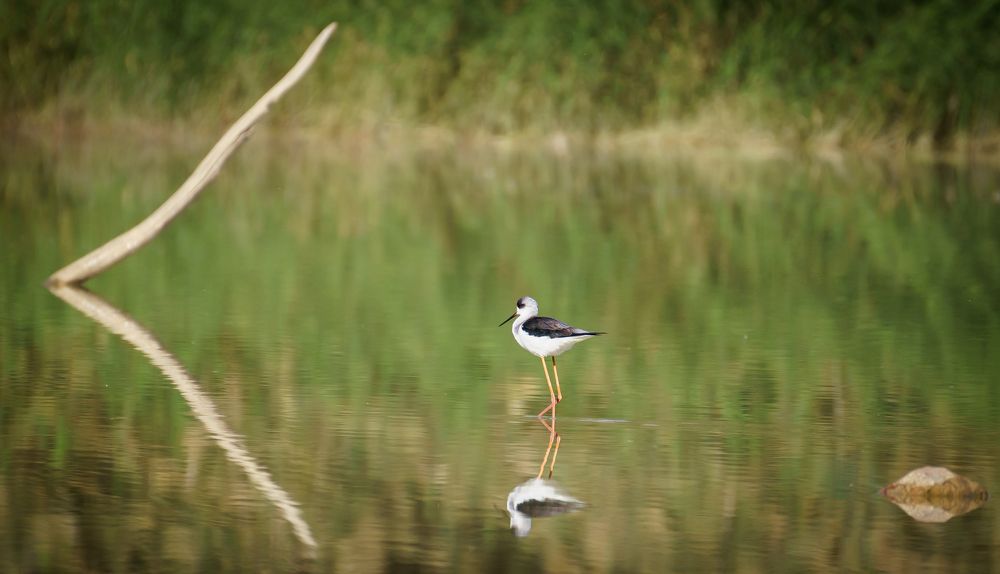 Photograph by Avi Theret