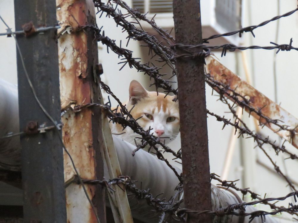 Stray cat staring from between barbed wires
