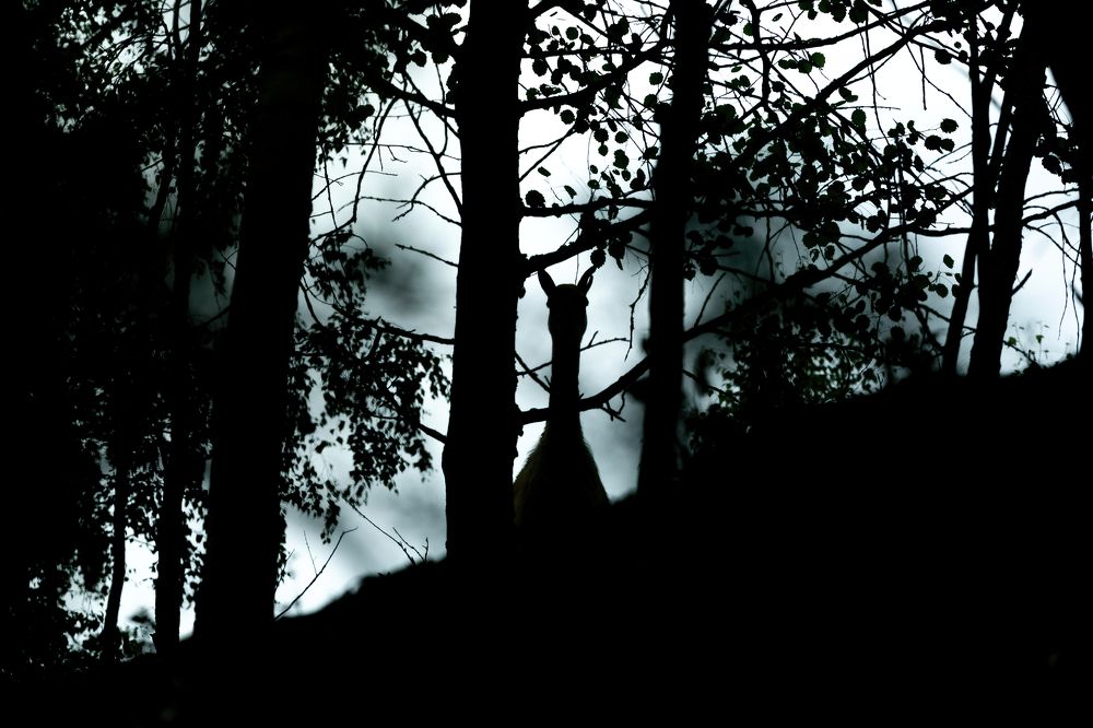 Photograph by Анна Орлова