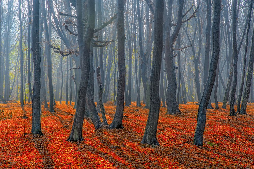 Фотография автора Stas Semashko